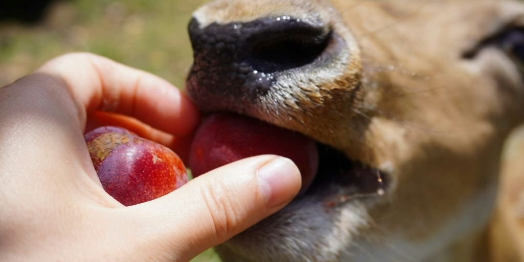 a person feeding an apple to a dog