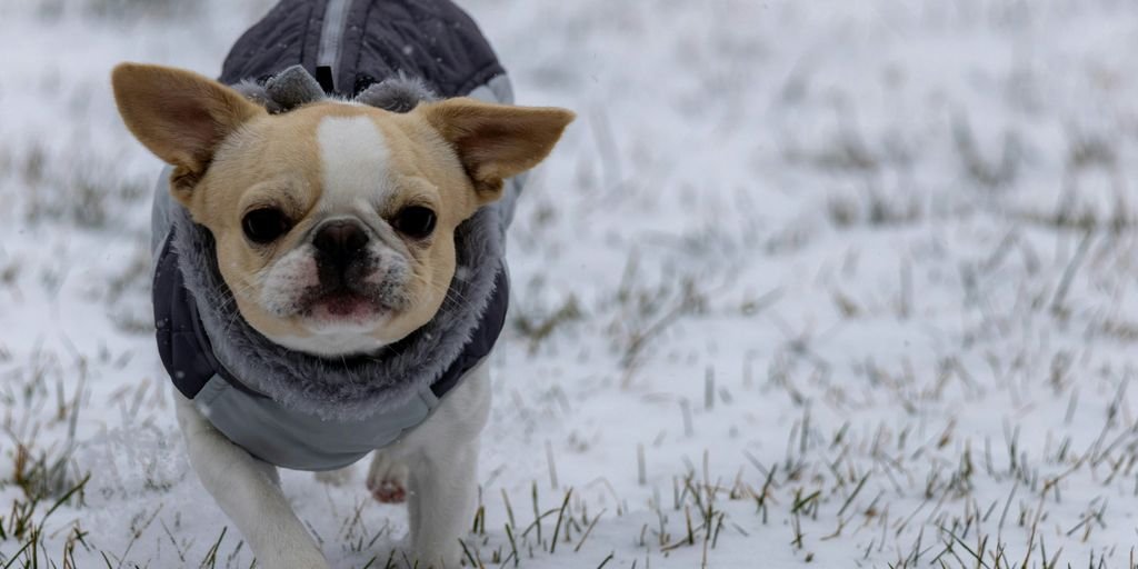 A small dog wearing a sweater in the snow