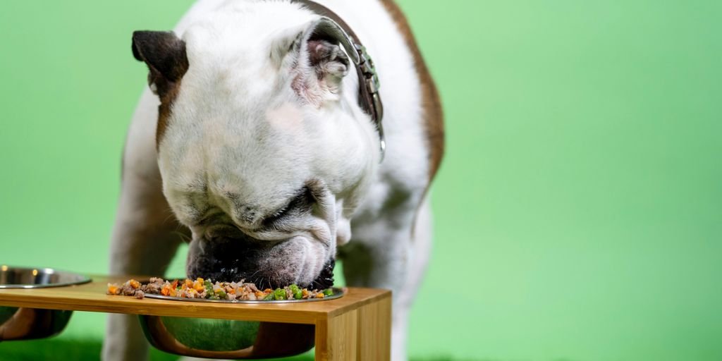 white and brown english bulldog on green grass field during daytime