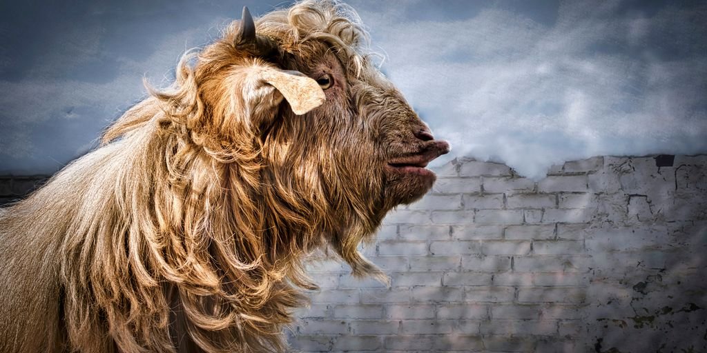 a furry animal standing next to a brick wall