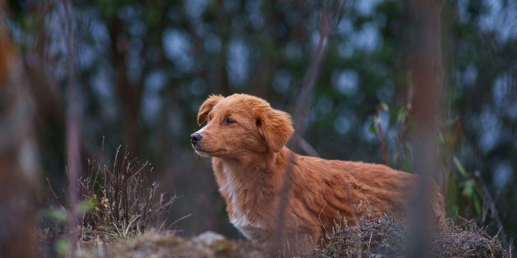 a brown dog standing in the middle of a forest