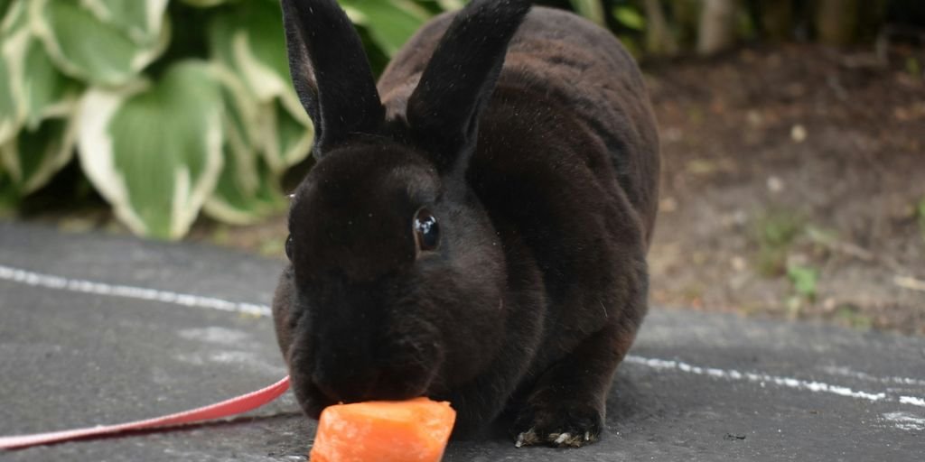 black rabbit eating orange fruit
