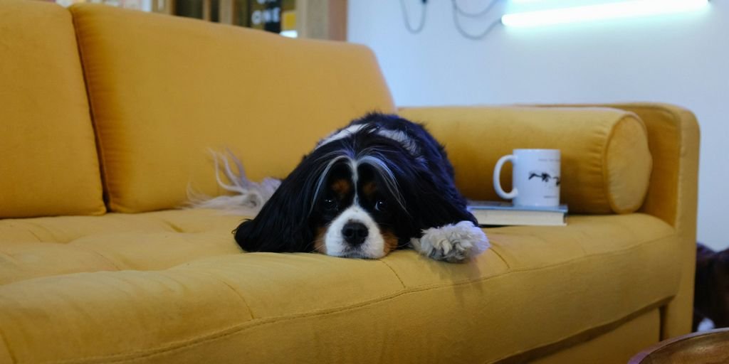 dog lying on sofa