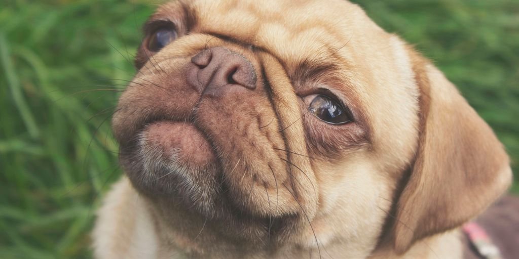 fawn pug on green grass field during daytime