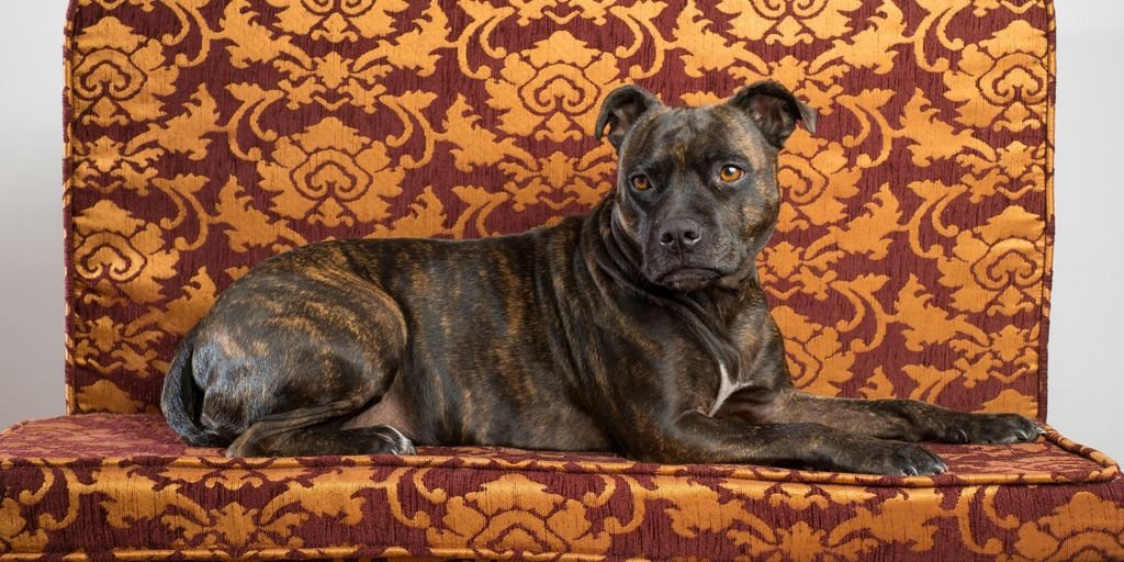 black and brown short coated dog lying on brown and black floral textile