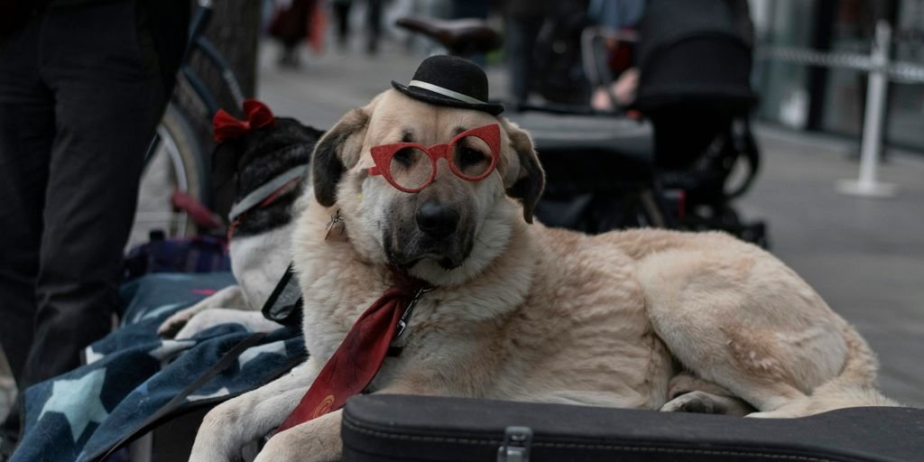 brown short coated dog wearing black sunglasses on black plastic container