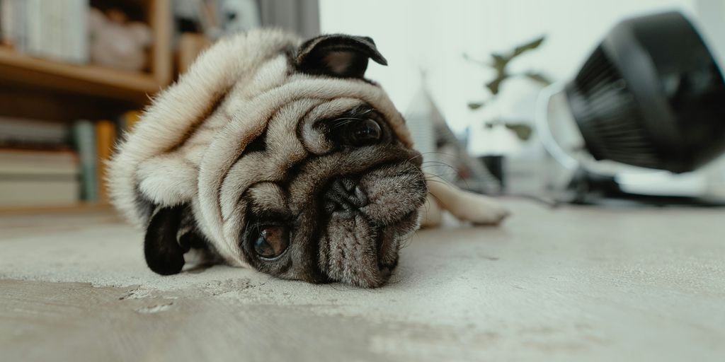 fawn pug lying on floor
