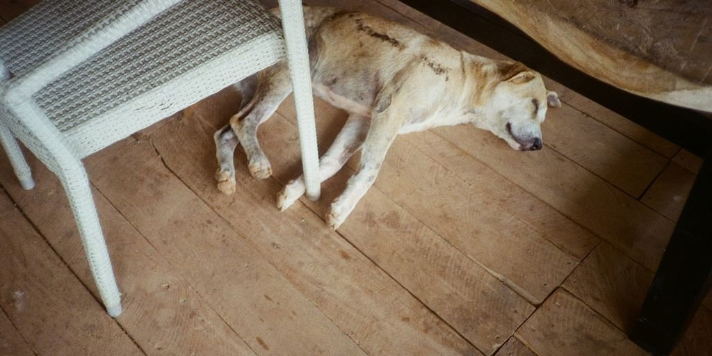 A light-colored dog sleeps on a wooden floor.