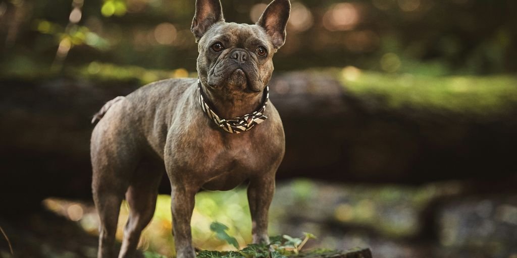 adult brown French bulldog in close up photography