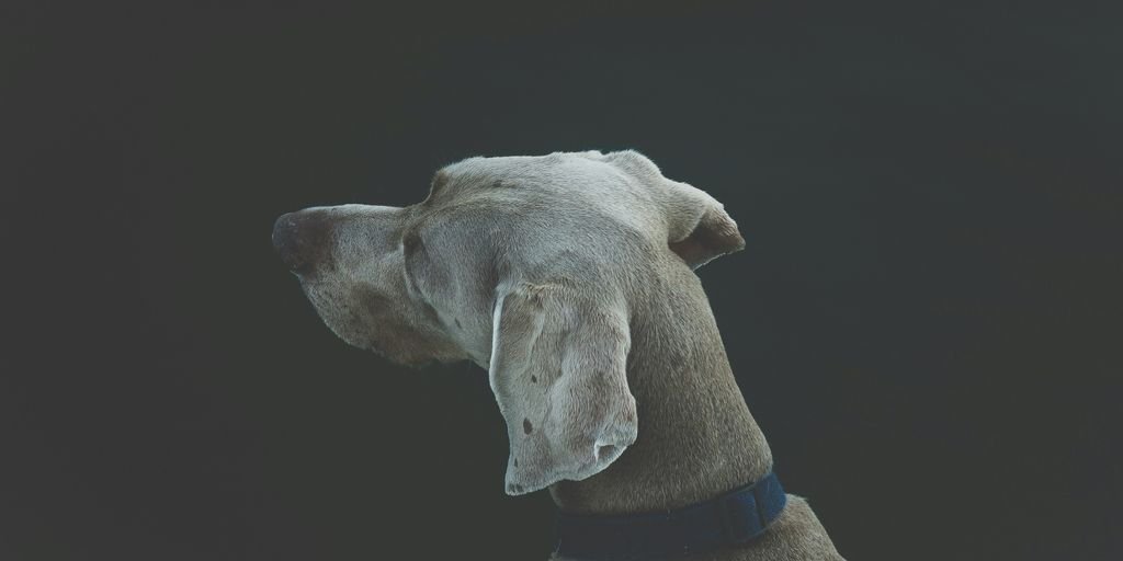 selective focus photography of short-coated white and tan dog