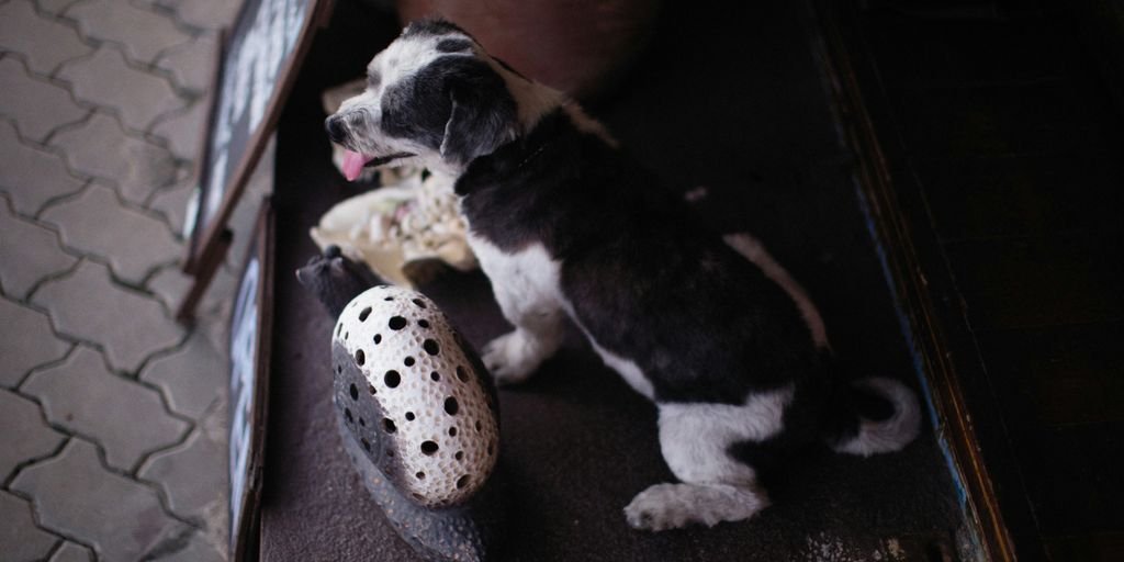 a black and white dog sitting next to a pair of shoes