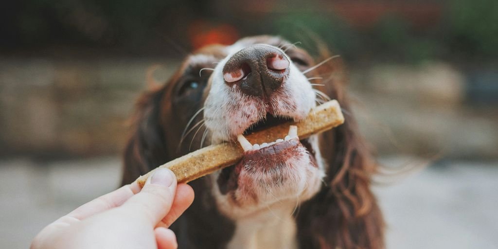 person holding brown wooden stick with white and black short coated dog