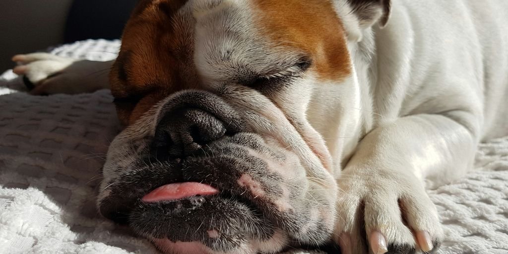adult English bulldog sleeping on white textile