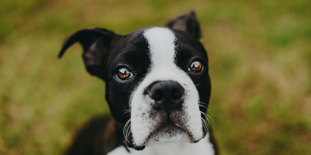 a black and white dog