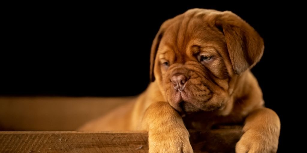 brown short coated puppy on wooden box