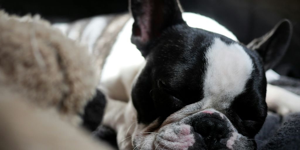 macro shot of black and white puppy
