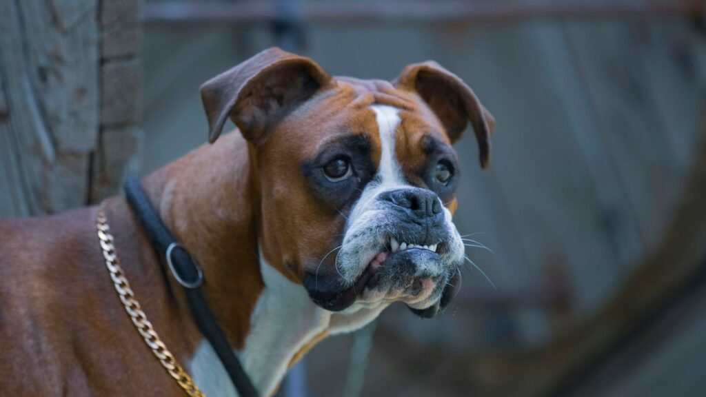 a dog looking through a fence