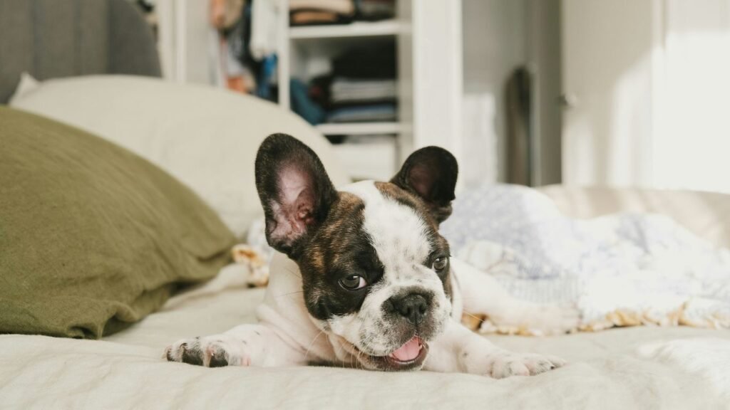 a dog lying on a bed